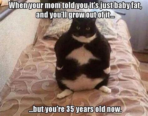Fat Cat Meme Funny Fat Cat Pictures With Quotes