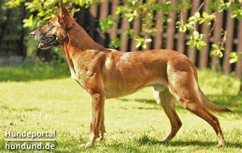 malinois mechelaar belgischer schaeferhund zuechter hundezuechter