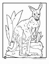 Realistic Coloring Kangaroo Printer Send Button Special Print Only Use Click sketch template