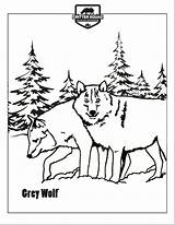 Wolf Coloring Grey Choose Board sketch template