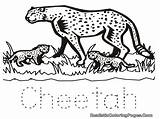 Cheetah Coloring Pages Printable Print Baby Cub Drawing Easy Clipart Color Animal Cubs Getdrawings Colorine Popular Getcolorings Coloringhome Library Chicago sketch template