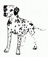 Dalmatian Dalmation Coloringhome sketch template