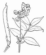 Vernus Lathyrus Naturescene sketch template