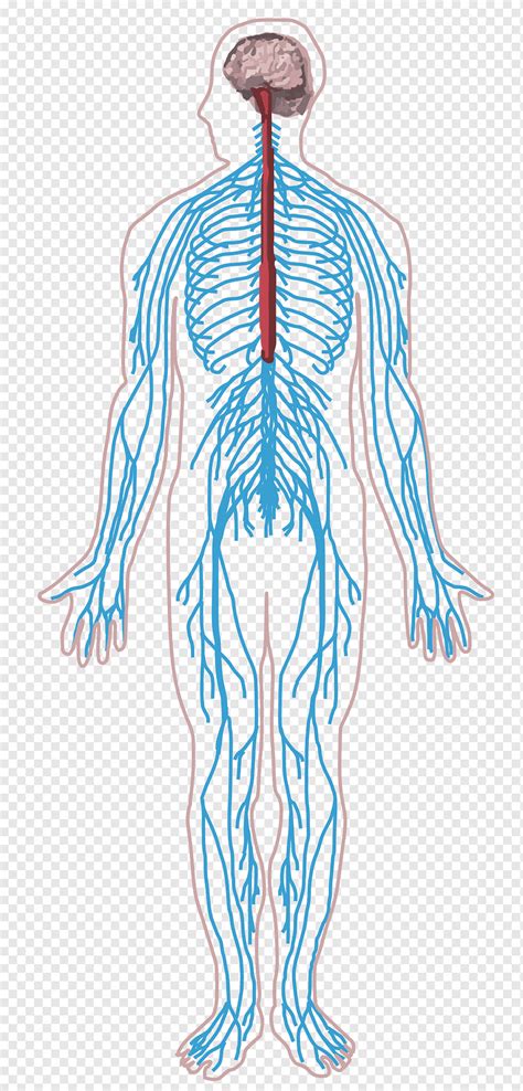 menschliche anatomie illustrationskunst nervensystem des peripheren