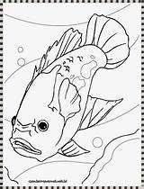 Kolorowanki Ikan Ryby Mewarnai Akuarium Rybki Dzieci Perch Aquarium Fishes Catfish Designlooter Coloringbay Oscars 1275 92kb 1650px Ide Rybami Gambarmewarnai sketch template