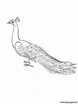 Peafowl Designlooter sketch template