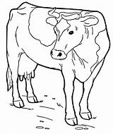 Cow Vaquinha Animal Colorir Desenhos Longhorn Trabalhos Outros Lembrando Decalque ótimos Esses Poplembrancinhas sketch template