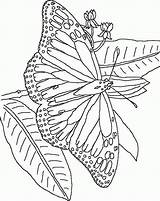 Kleurplaat Vlinder Vlinders Kleurplaten Papillon Schmetterling Papillons Mariposas Mariposa Colorat Acuarelas Coloriages Farfalle Animale Ninos Malvorlagen Malvorlage Fluturasi P50 Borboletas sketch template