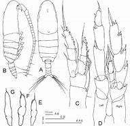 Afbeeldingsresultaten voor "calanoides Carinatus". Grootte: 191 x 185. Bron: www.researchgate.net