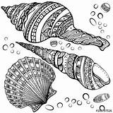 Zentangle Shells Seashell Seashells Coloringpagesfortoddlers sketch template