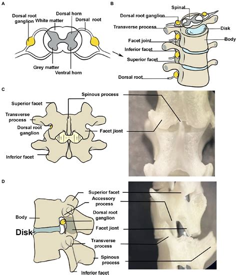 frontiers rapid injection  lumbar dorsal root ganglia  direct