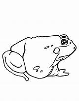 Coloring Toad Pages Printable Kids Frogs Hibernate Popular Noodle Coloringhome Twistynoodle sketch template