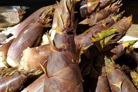 health benefits  bamboo shoots healthy recipe ideas