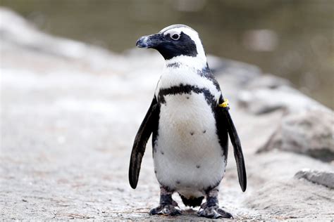 burgers zoo haalt  pinguins naar binnen vanwege kou nrc