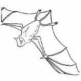 Coloring Bats Upside Down Outline Flying sketch template