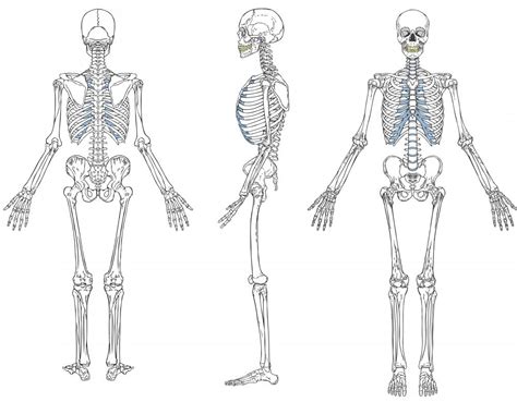 skeletal system diagram  pictures