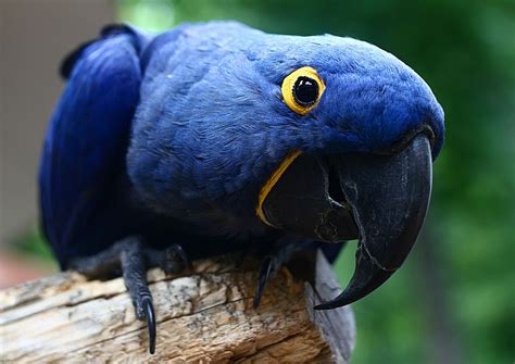 watching birds hyacinth macaw parrot