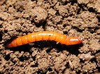 Image result for wireworm