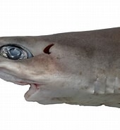 Afbeeldingsresultaten voor "squalus Blainville". Grootte: 170 x 185. Bron: shark-references.com