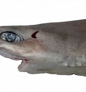Image result for "squalus Blainville". Size: 172 x 185. Source: shark-references.com