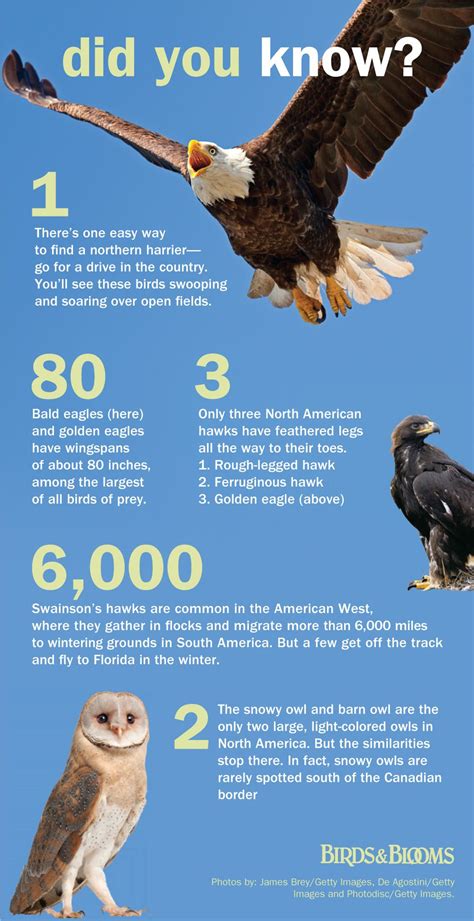 facts  helpful information   favorite birds