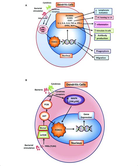 foxo regulates activation  function  dendritic cells  foxo  scientific