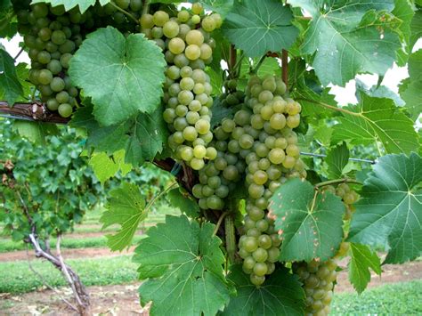 grapes  grapevine theayurveda