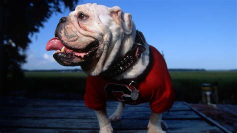 georgia bulldogs wallpaper hd wallpapersafari