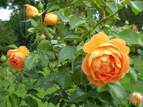 buy pat austin english rose agel rosen