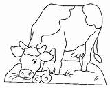 Vache Vaquinha Mucche Vaches Coloriages Salvato sketch template