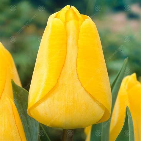 buy tulips golden apeldoorn darwin hybrid tulip  delivery
