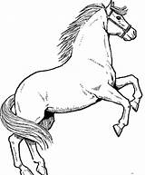 Horse Coloring Pages Horses Drawing Rearing Print Drawings Color Clipart Printable Colouring Stallion Stallions Sheets Basic Awesome Ikids Kids Male sketch template