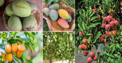 types  mangoes worlds  mango varieties
