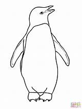 Penguin Coloring Pages Printable Penguins Drawing Adelie Outline Kids Colouring Pinguin Emperor Easy Chinstrap Clipart African Color Print Draw Books sketch template