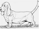 Coloring Dachshund Pages Printable Dog Getdrawings Getcolorings Color sketch template