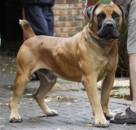 pinnacle  giants  africa boerboels mastiff breeds mastiff puppies dogs