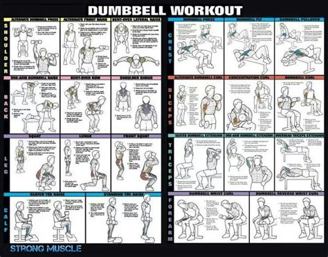 dumbell for men workout rehab dumbbell workout workout dumbbell leg workout