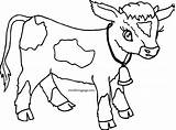 Wecoloringpage Sheets Calves Getdrawings sketch template