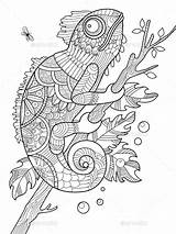 Chameleon Adults Graphicriver Zentangle Drawn Mandala Illustration sketch template