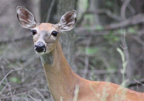 ohio wildlife representative  state wont kill deer  cuyahoga
