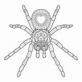 Zentangle Betrag Spinne Illustratie Stijl Trekt Corel Abgehobenen sketch template