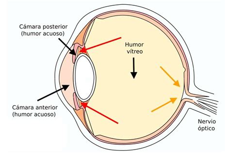 camara anterior en ojopedia tu enciclopedia de oftalmologia