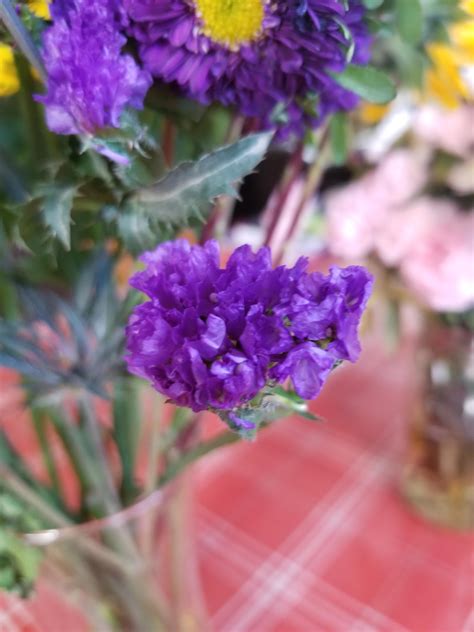 common purple flowers  arrangements   flowers  cut