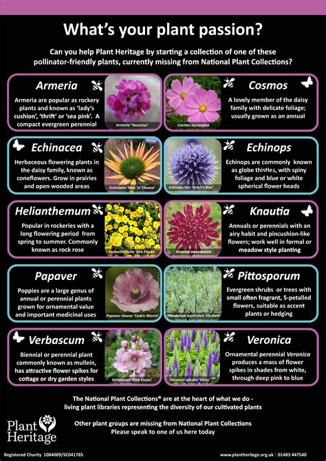 garden plants list uk  description alqu blog