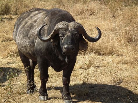 african buffalo nickelodeon animals wiki fandom