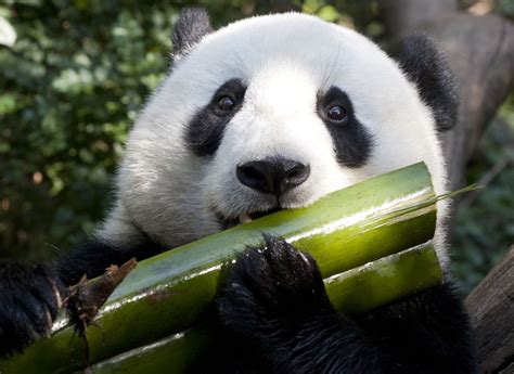 panda  bamboo siowfa science   world certainty  controversy