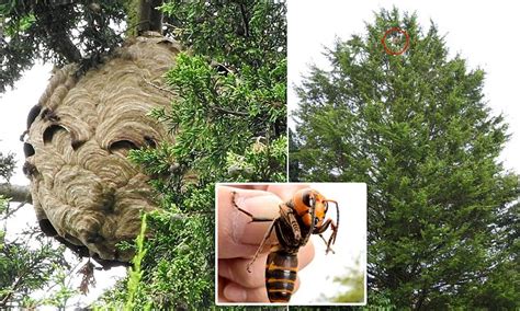 Giant Asian Hornets Nest Takes Over Tree In Tetbury
