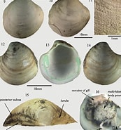 Afbeeldingsresultaten voor Thyasiridae. Grootte: 173 x 185. Bron: www.researchgate.net