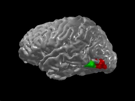 the neurological basis of synesthesia psychology wiki