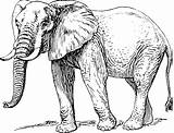Gajah Mewarnai Elephant Untuk sketch template